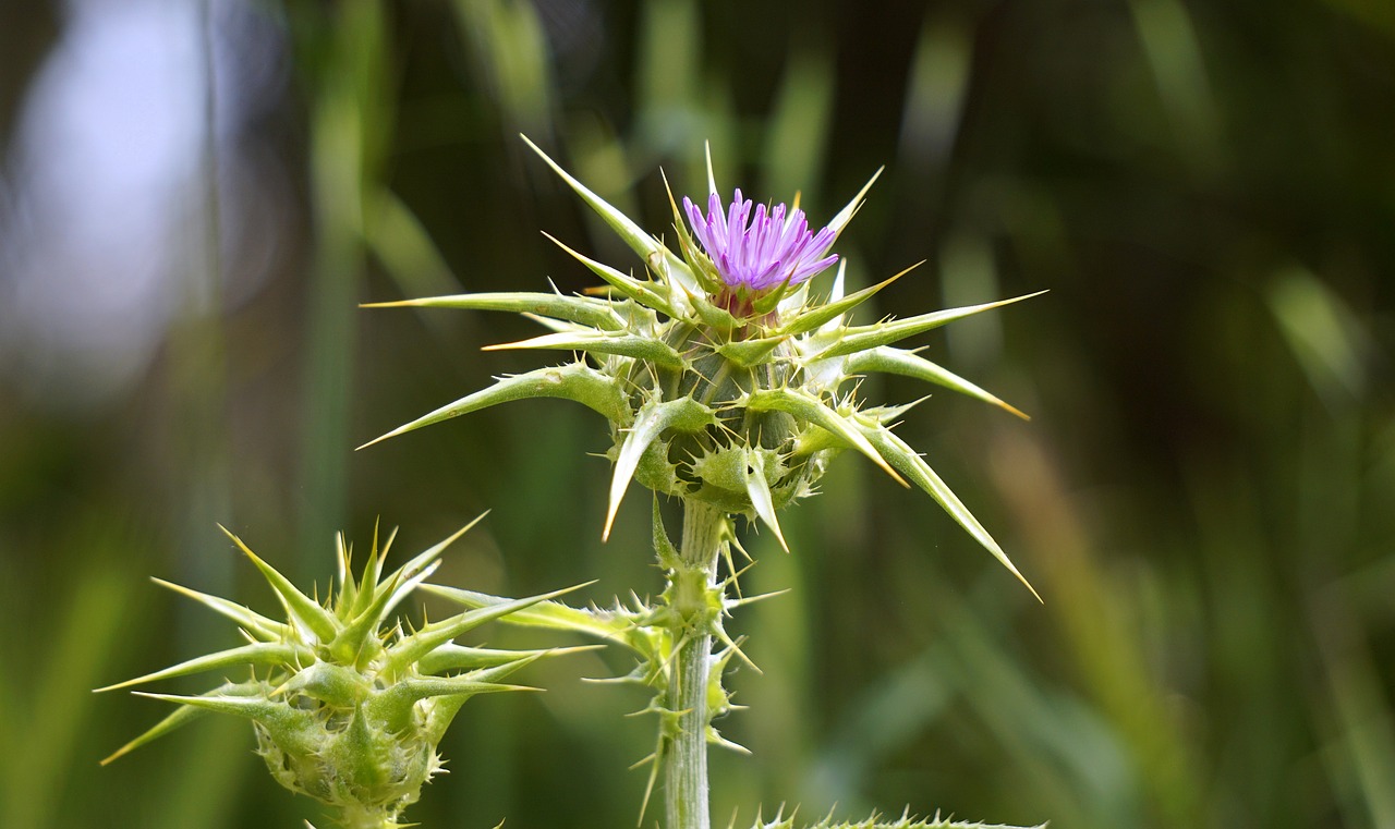 plant prickly thistle free photo