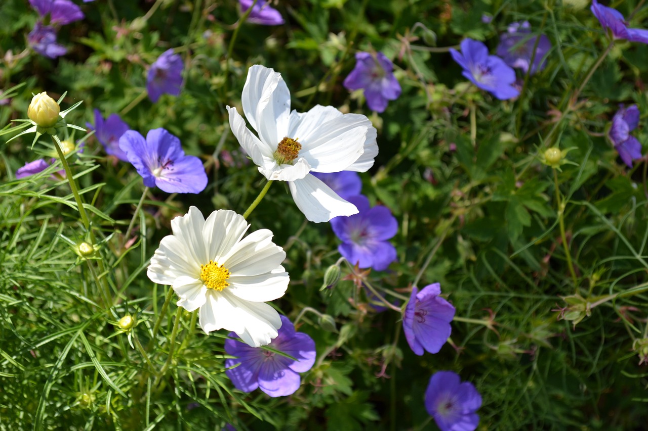 plant summer flower meadow free photo