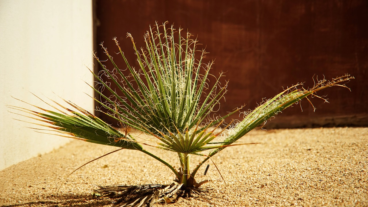 plant seedling cycads free photo