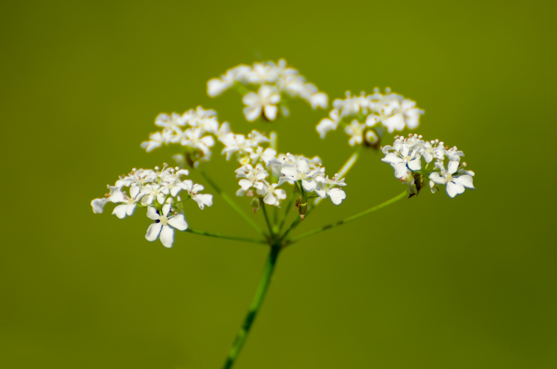 plant flower leaves free photo