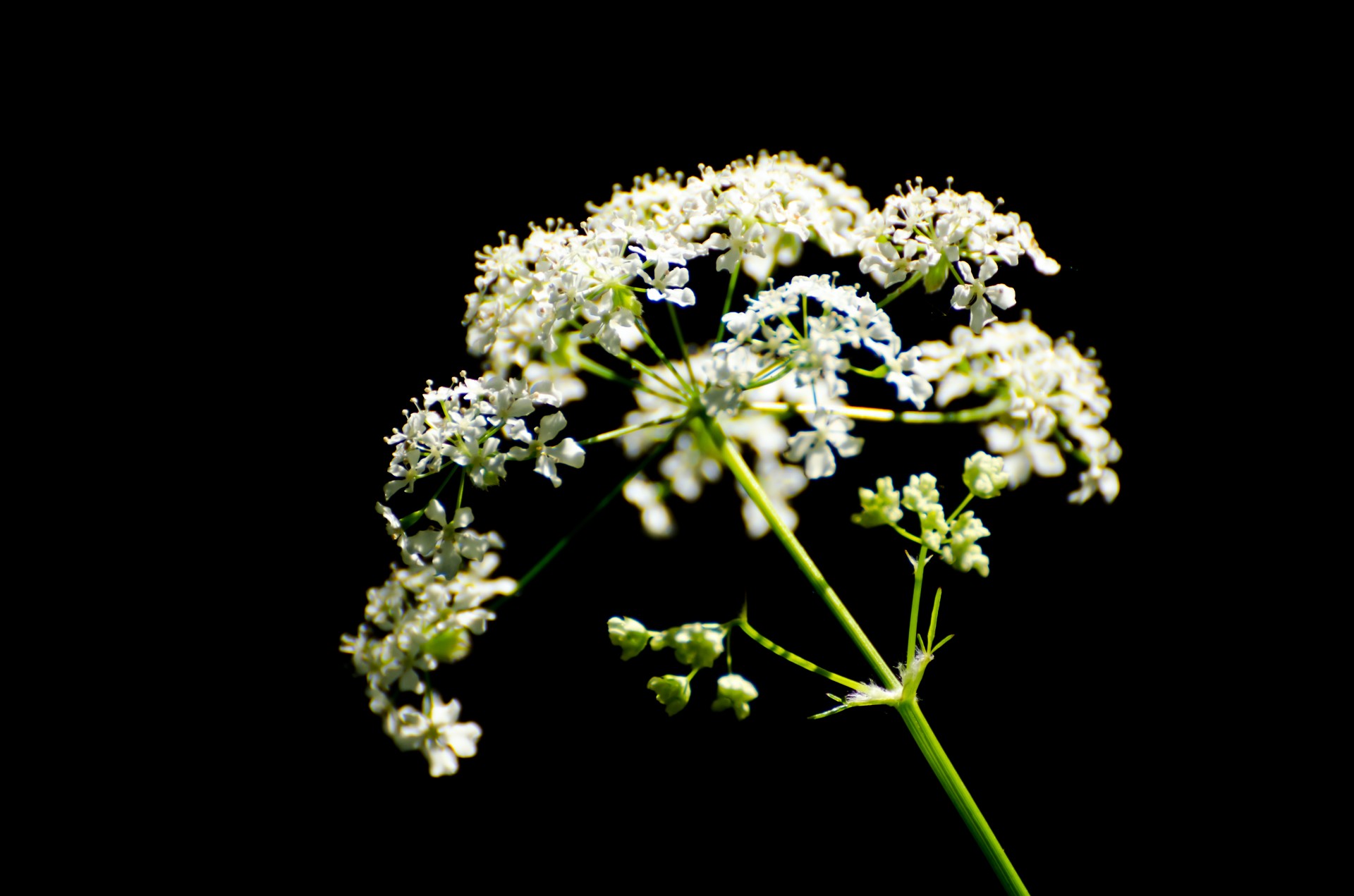 plant flower leaves free photo