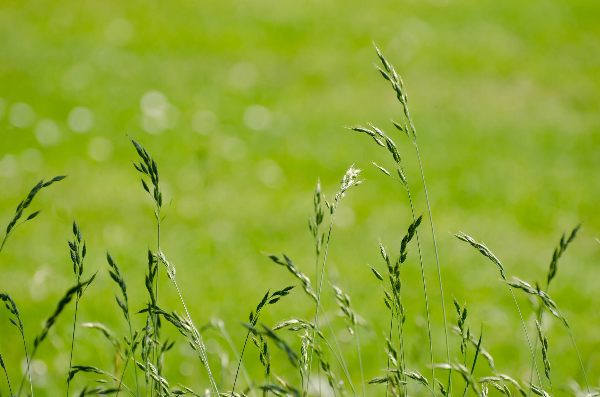 plant flower leaves free photo