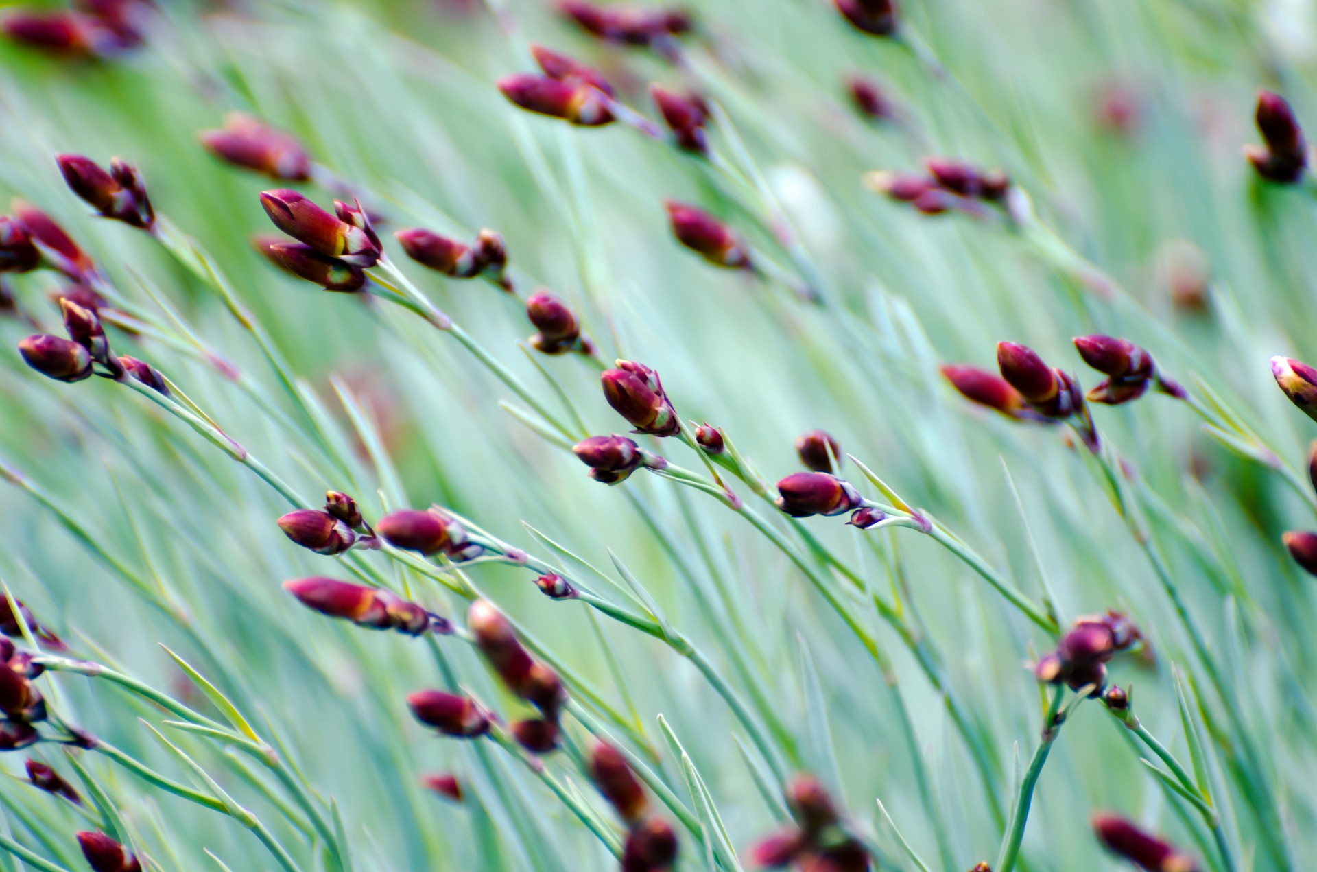 plant flower leaves free photo