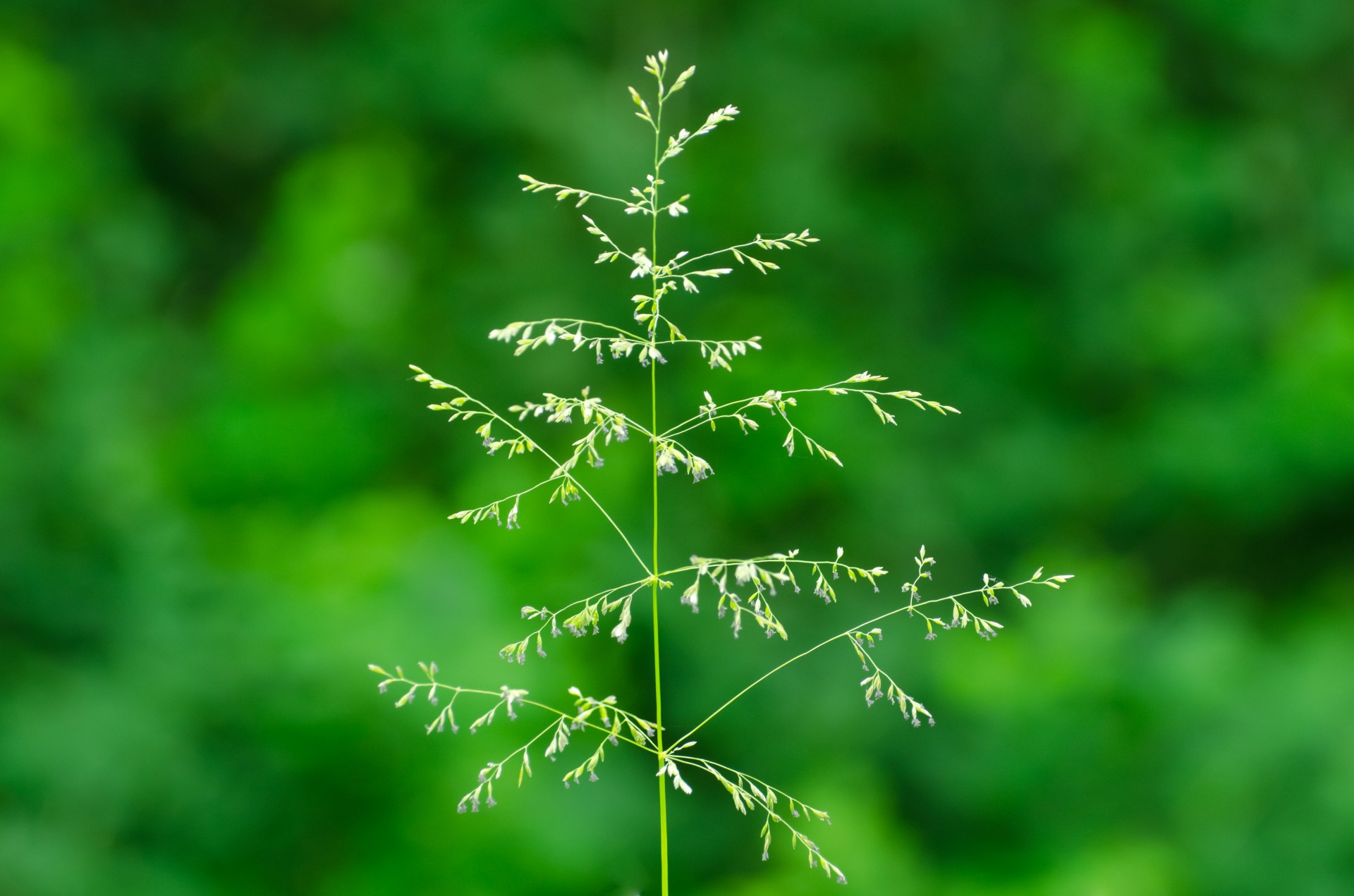 plant flower leaves free photo