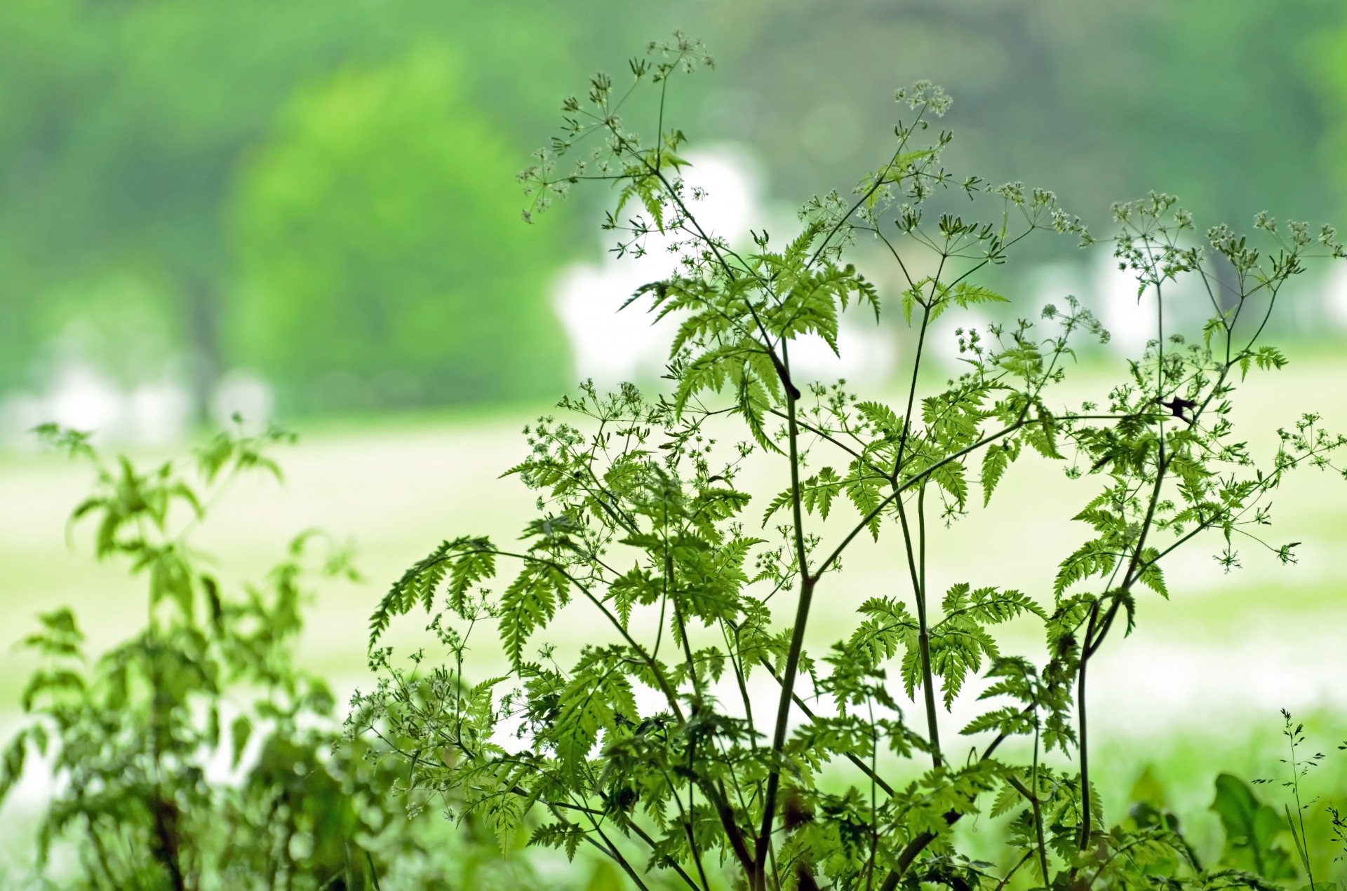 plant flower leaves free photo