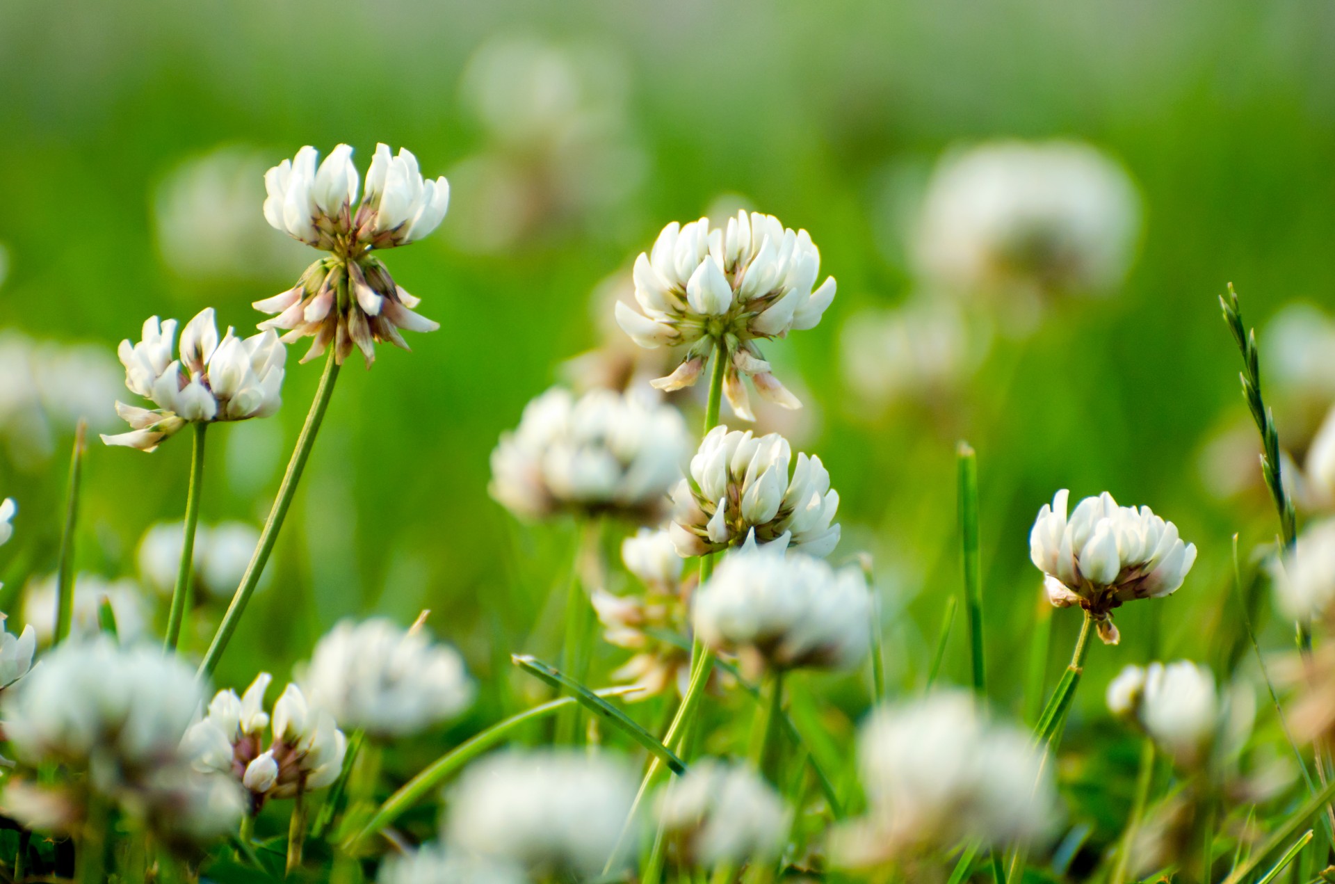 plant flower leaves free photo