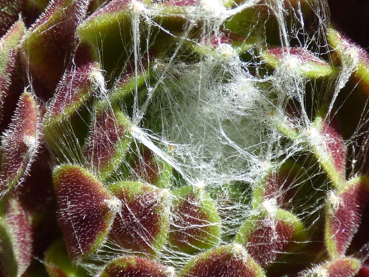 plant succulent joubarde spider web free photo