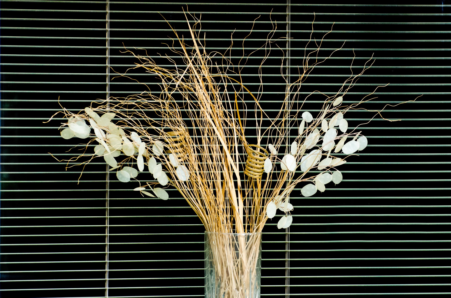 dry plant vase free photo