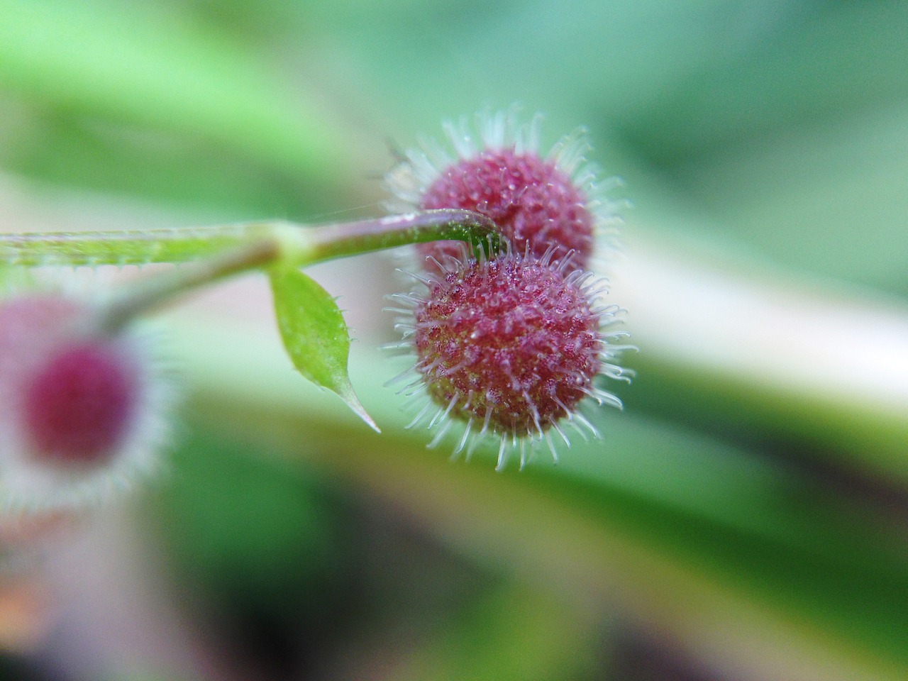 plant flower nature free photo