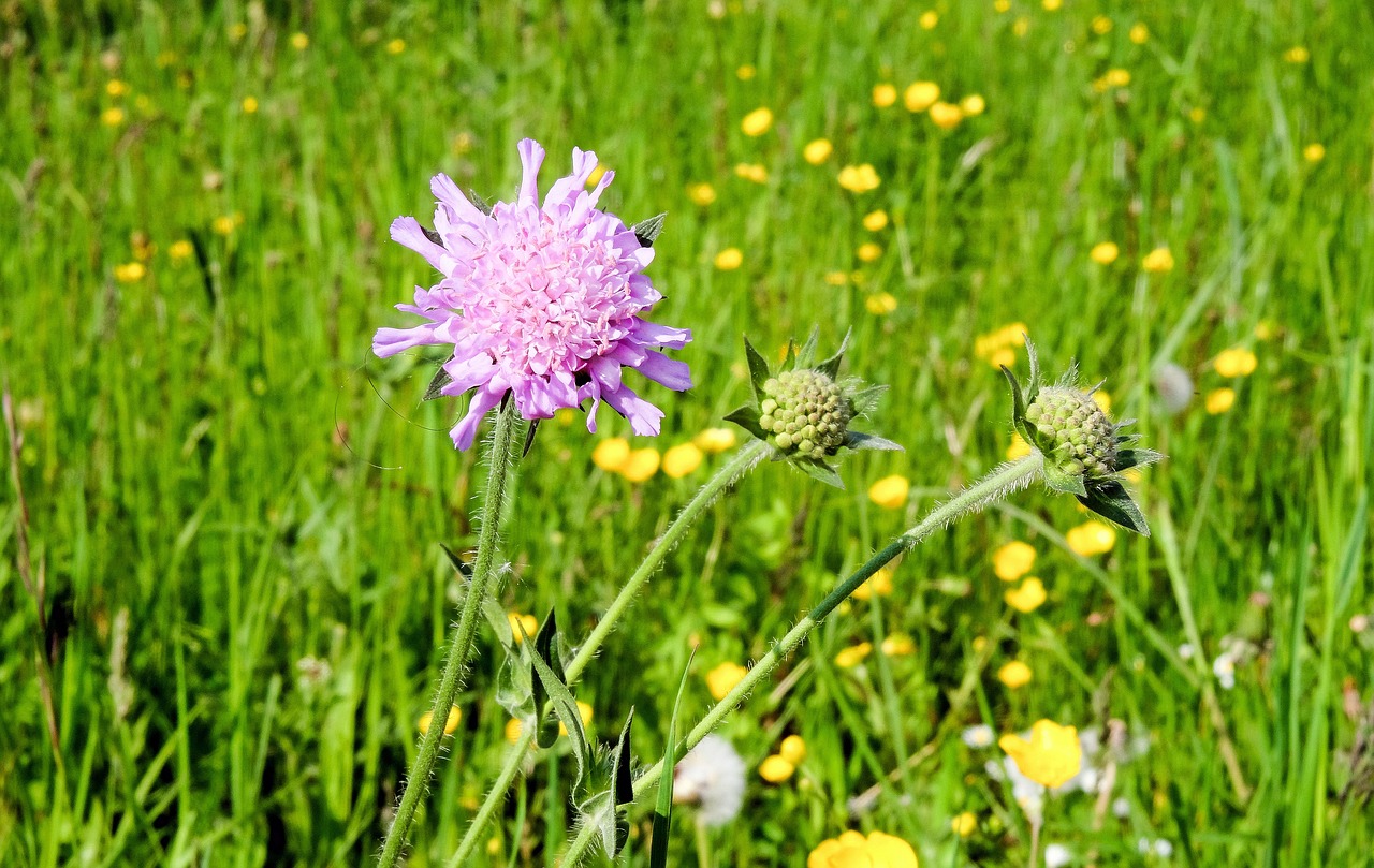 plant blossom bloom free photo