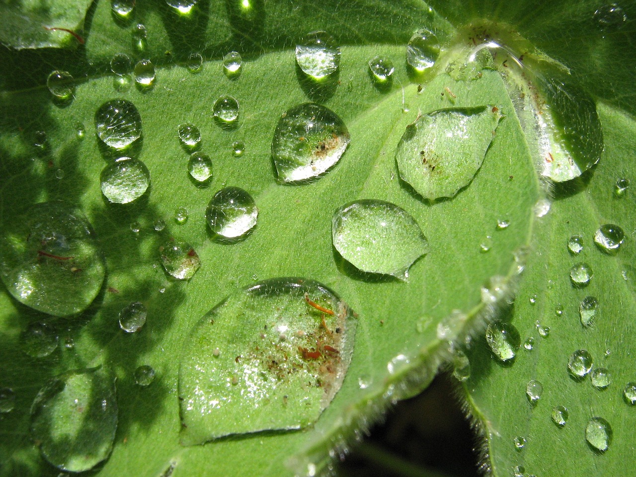 drop of water plant leaf free photo