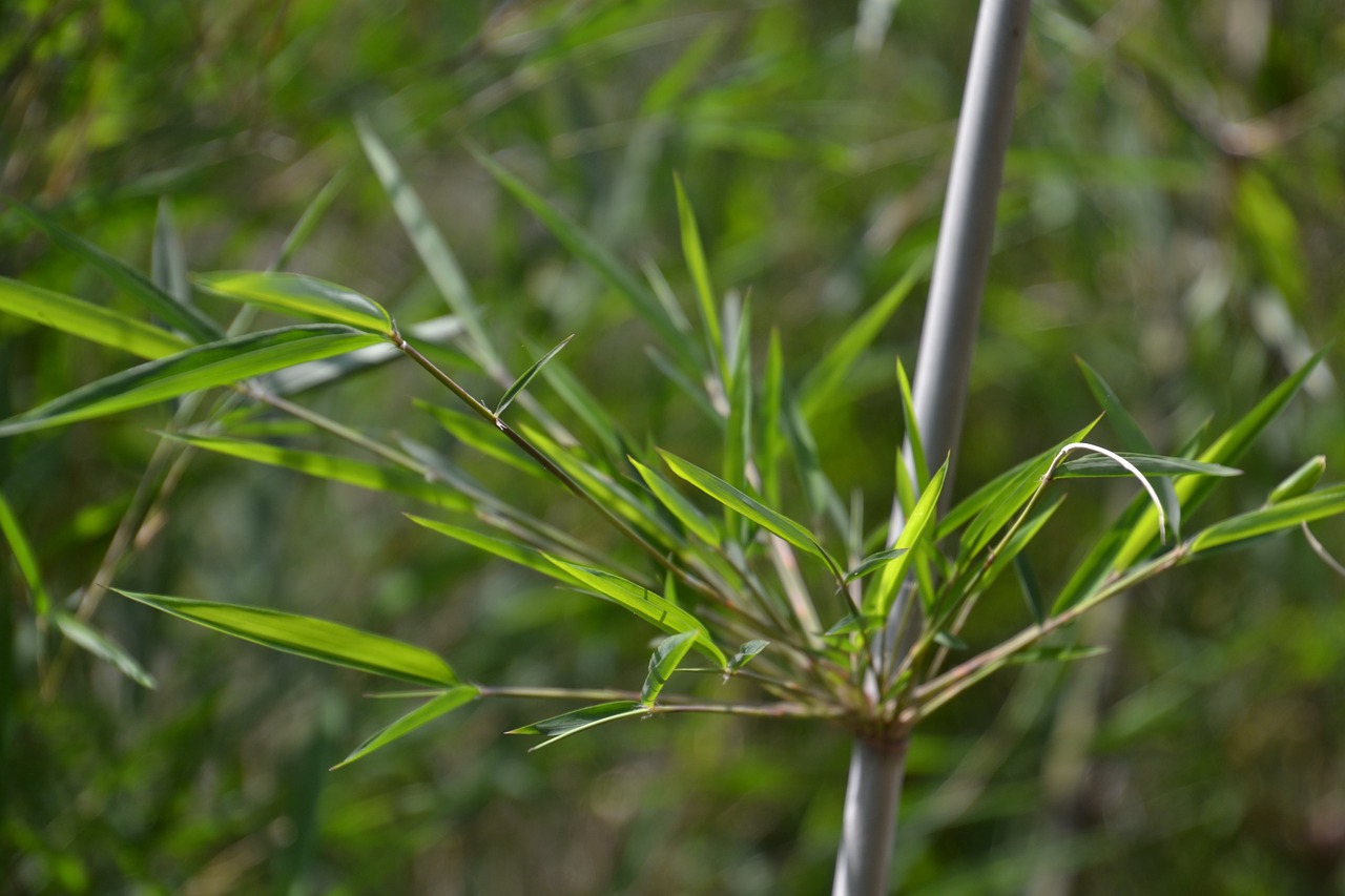 bamboo plant green free photo