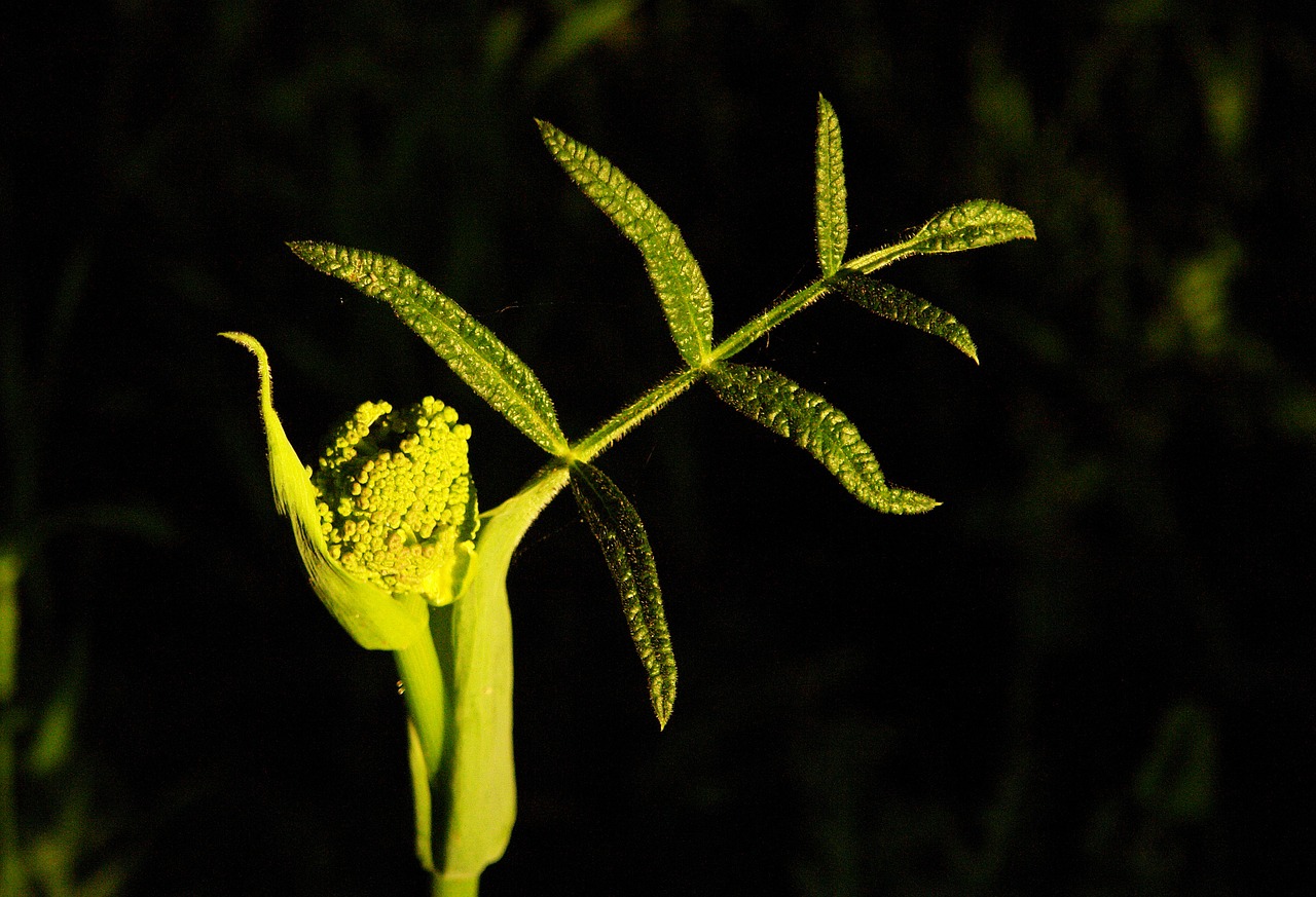 plant spring green free photo