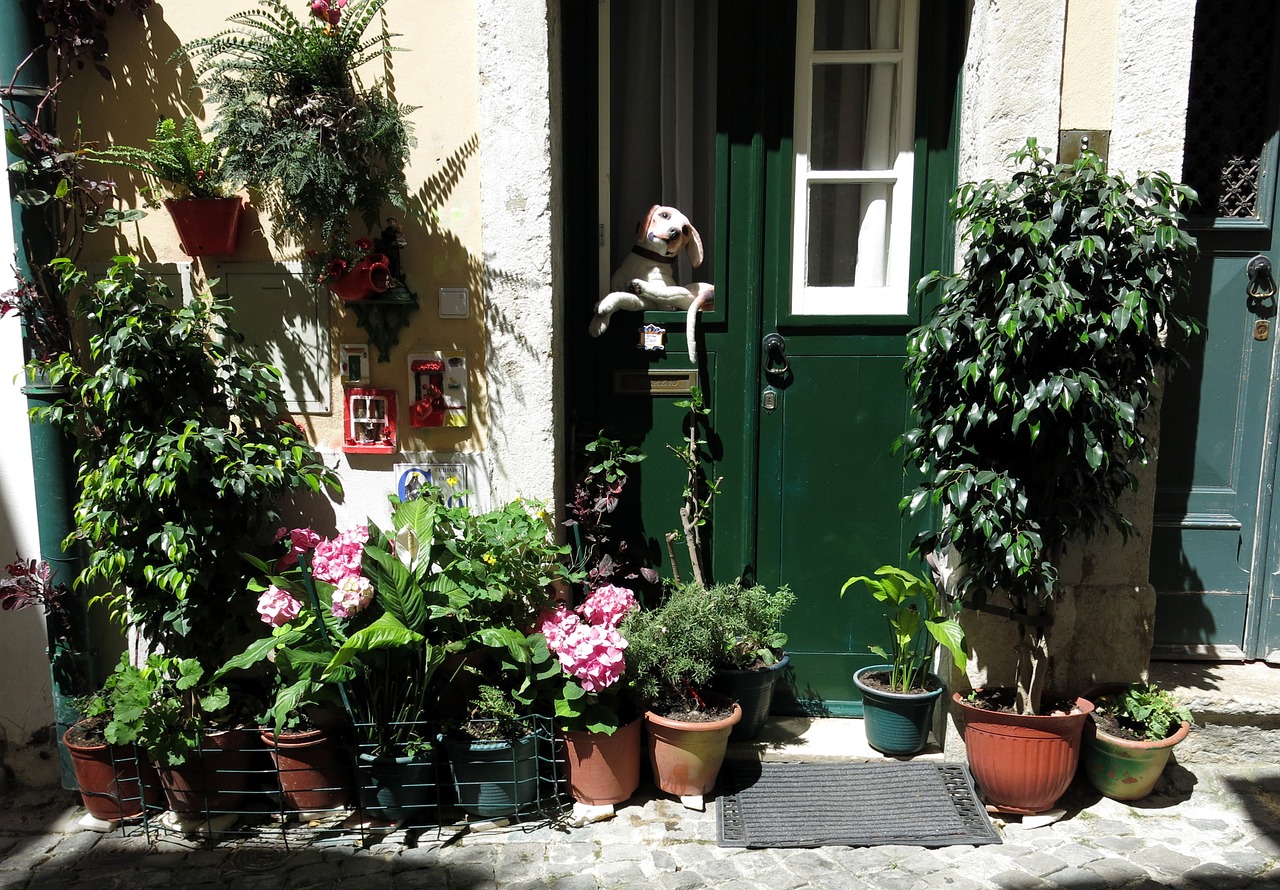 plant home lisbon free photo