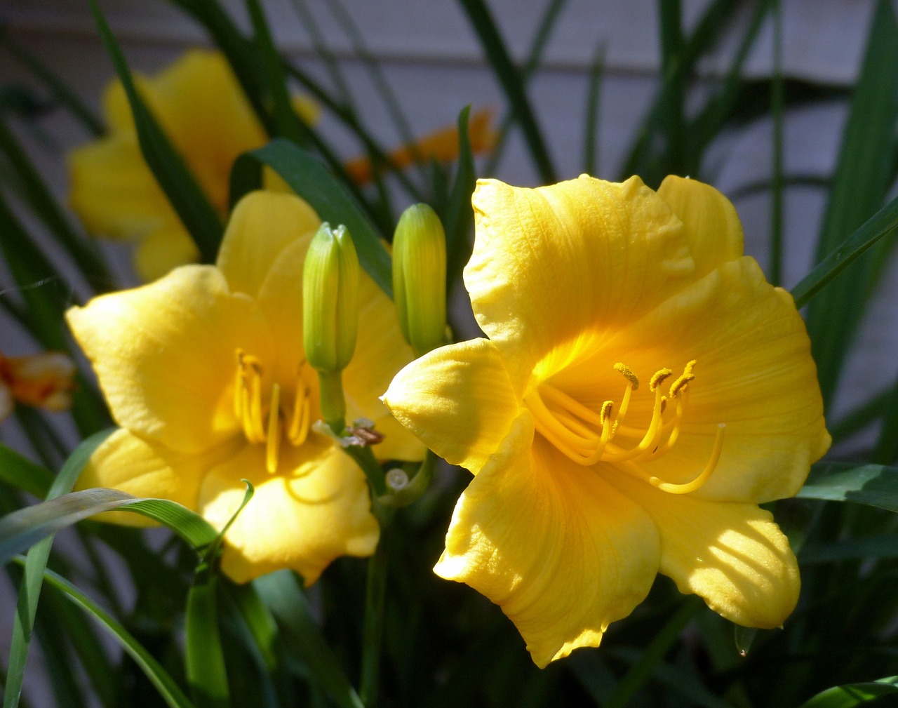 plant day lilly blossom free photo