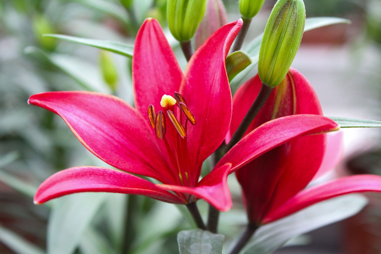 plant flower lily free photo