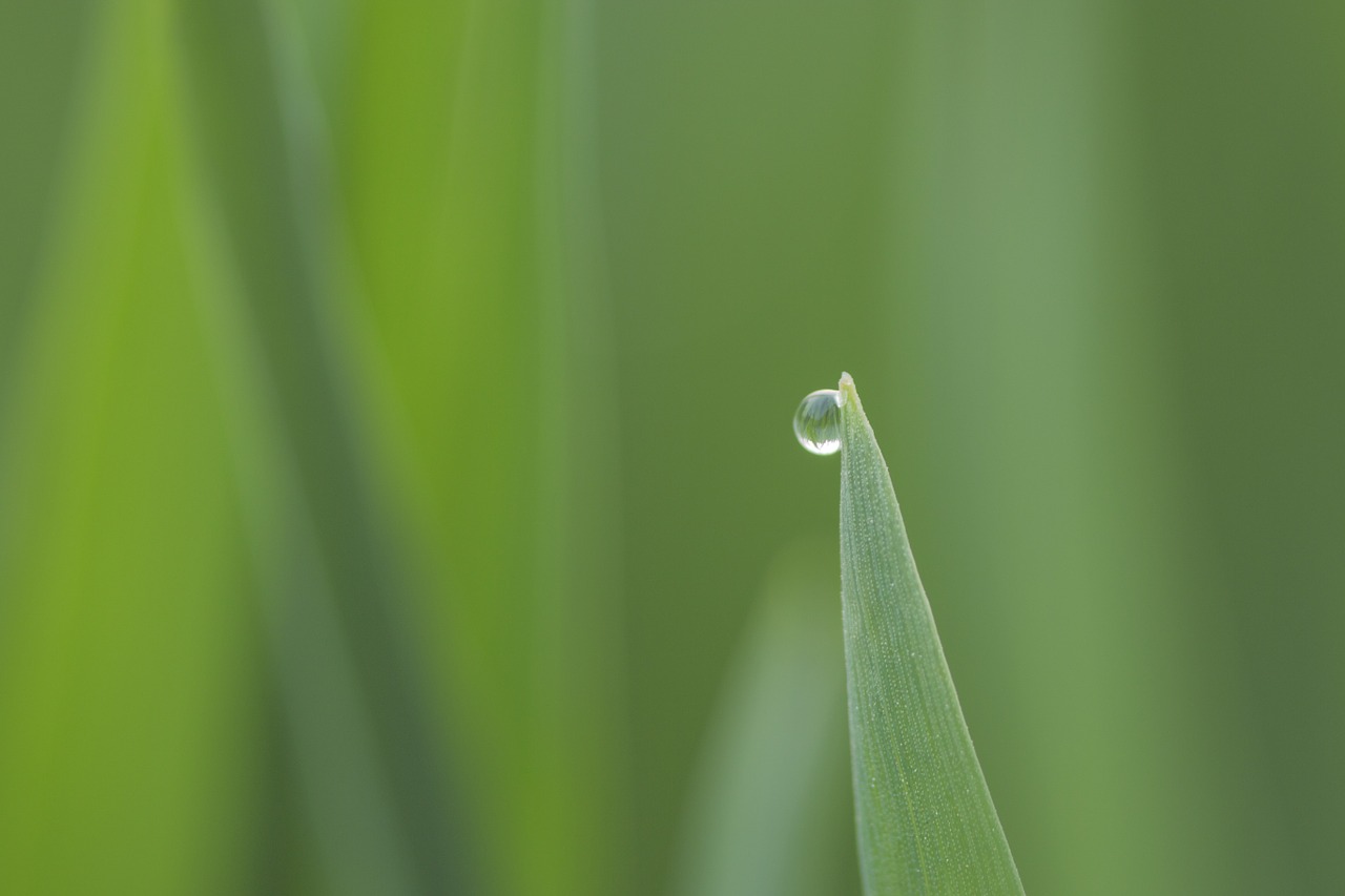 plant water droplets the scenery free photo