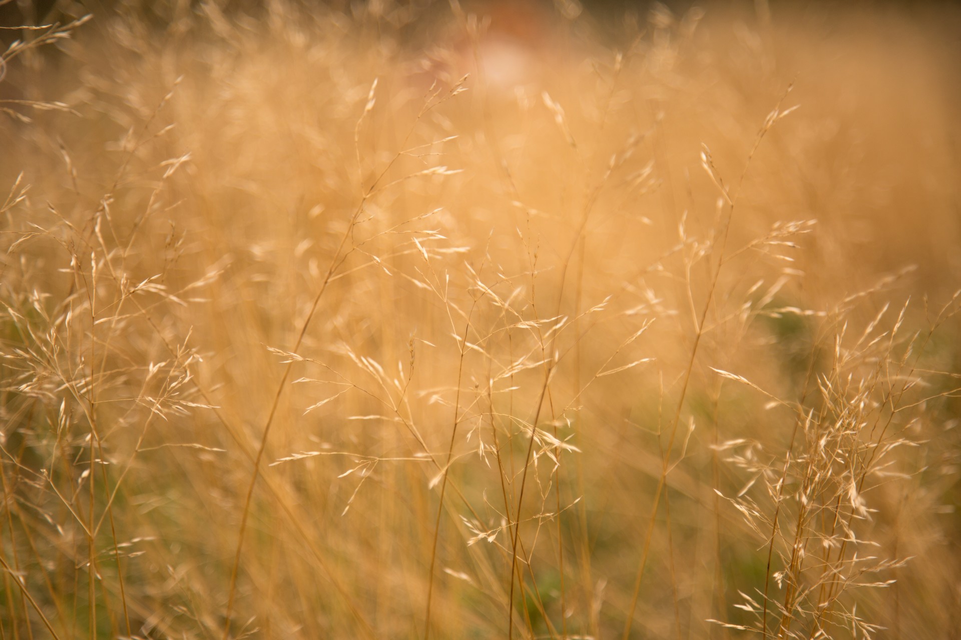 plant yellow nature free photo