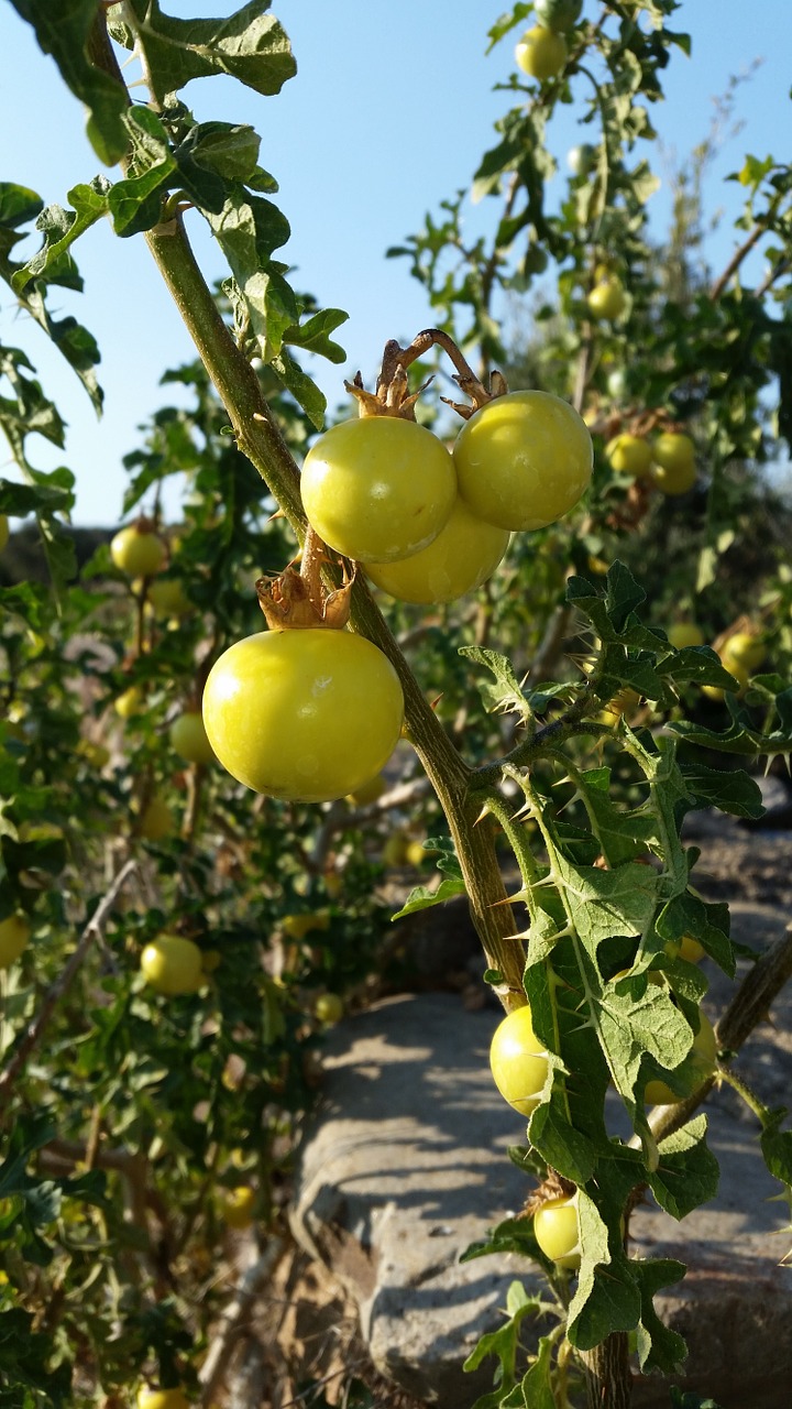 plant fruit agriculture free photo