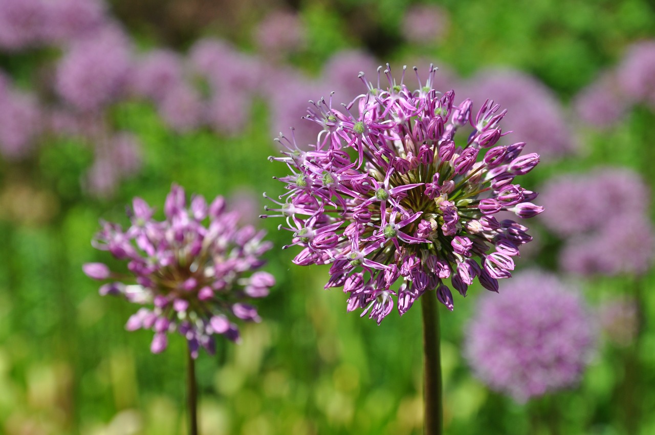 plant spring violet free photo