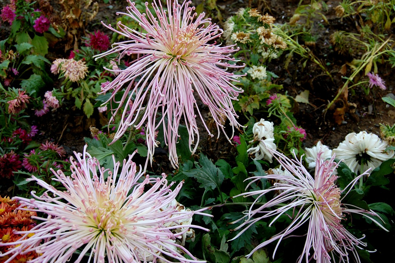 plant flower chrysanthemum free photo