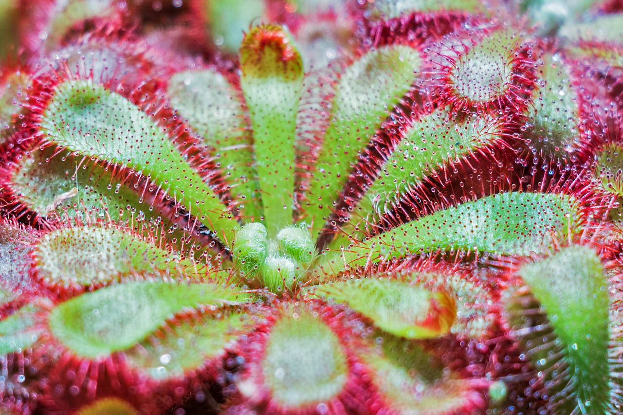 plant drosera spatulata flower free photo