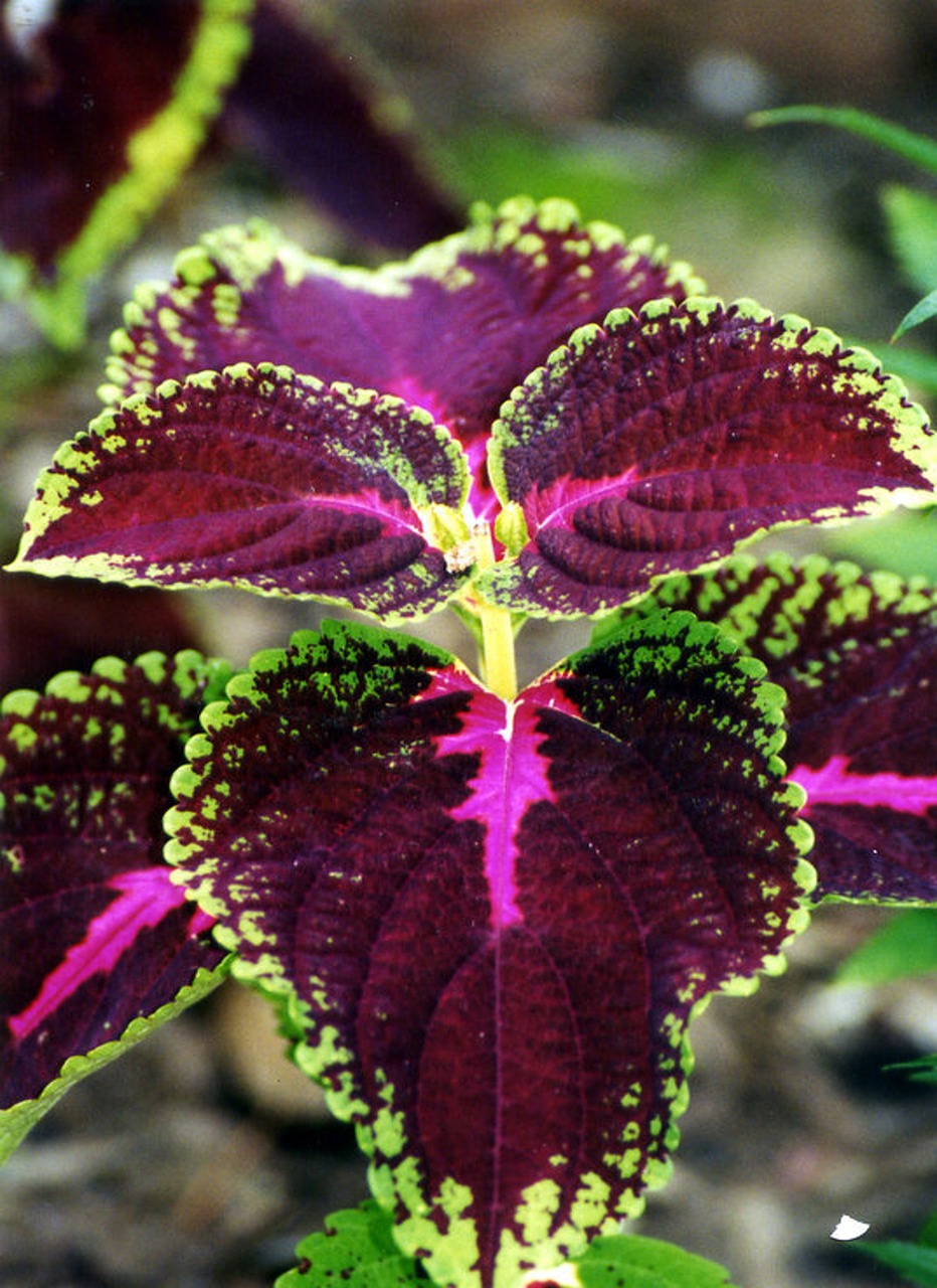 plant purple green free photo