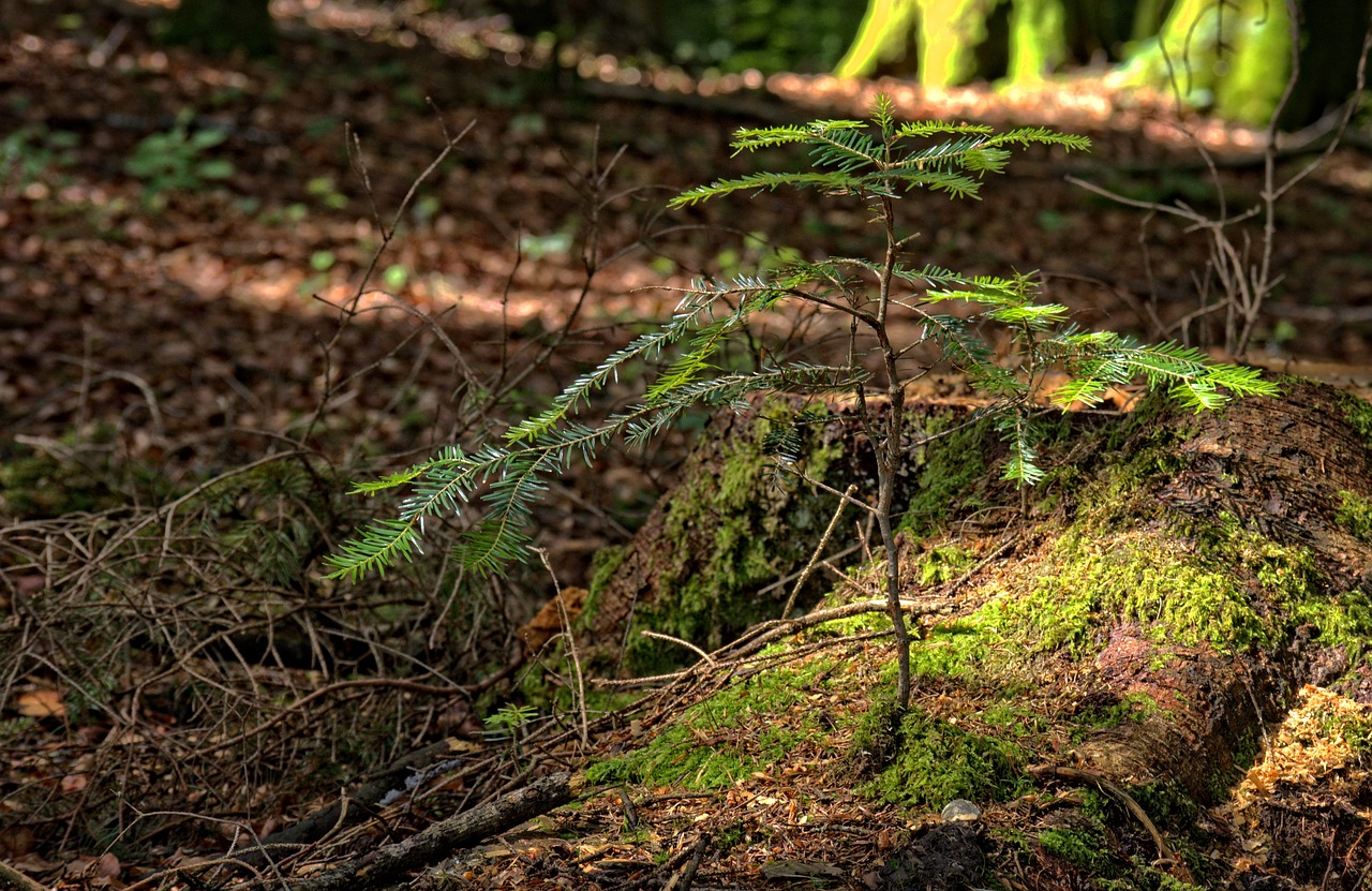 plant tree engine free photo