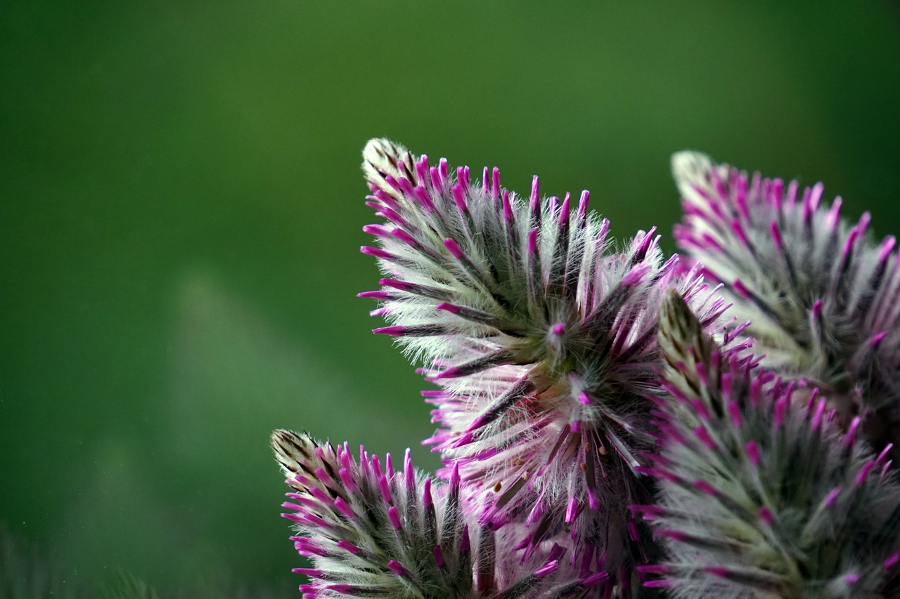 fluffy plant flower free photo