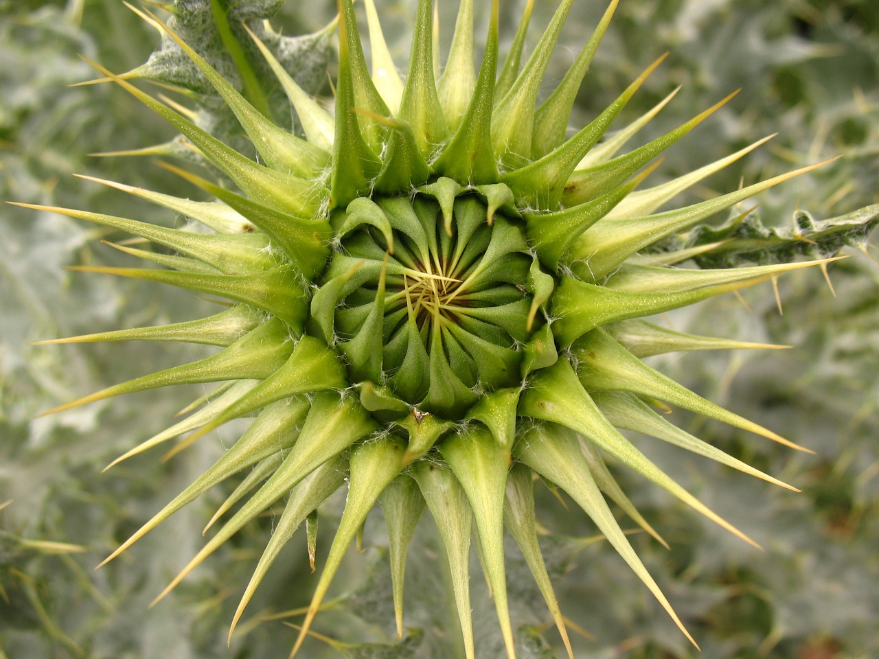 plant close plants thistle free photo