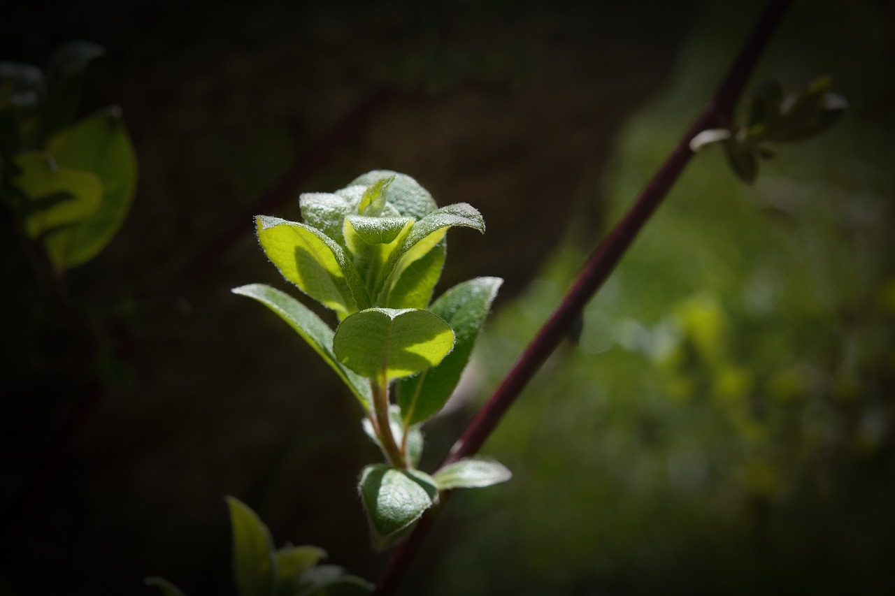 plant leaves green free photo