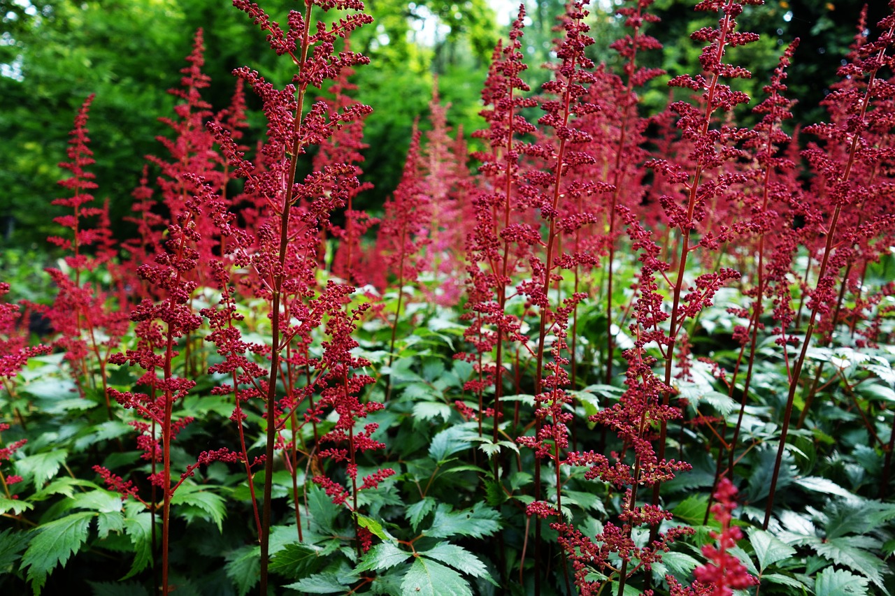 plant bloom red free photo