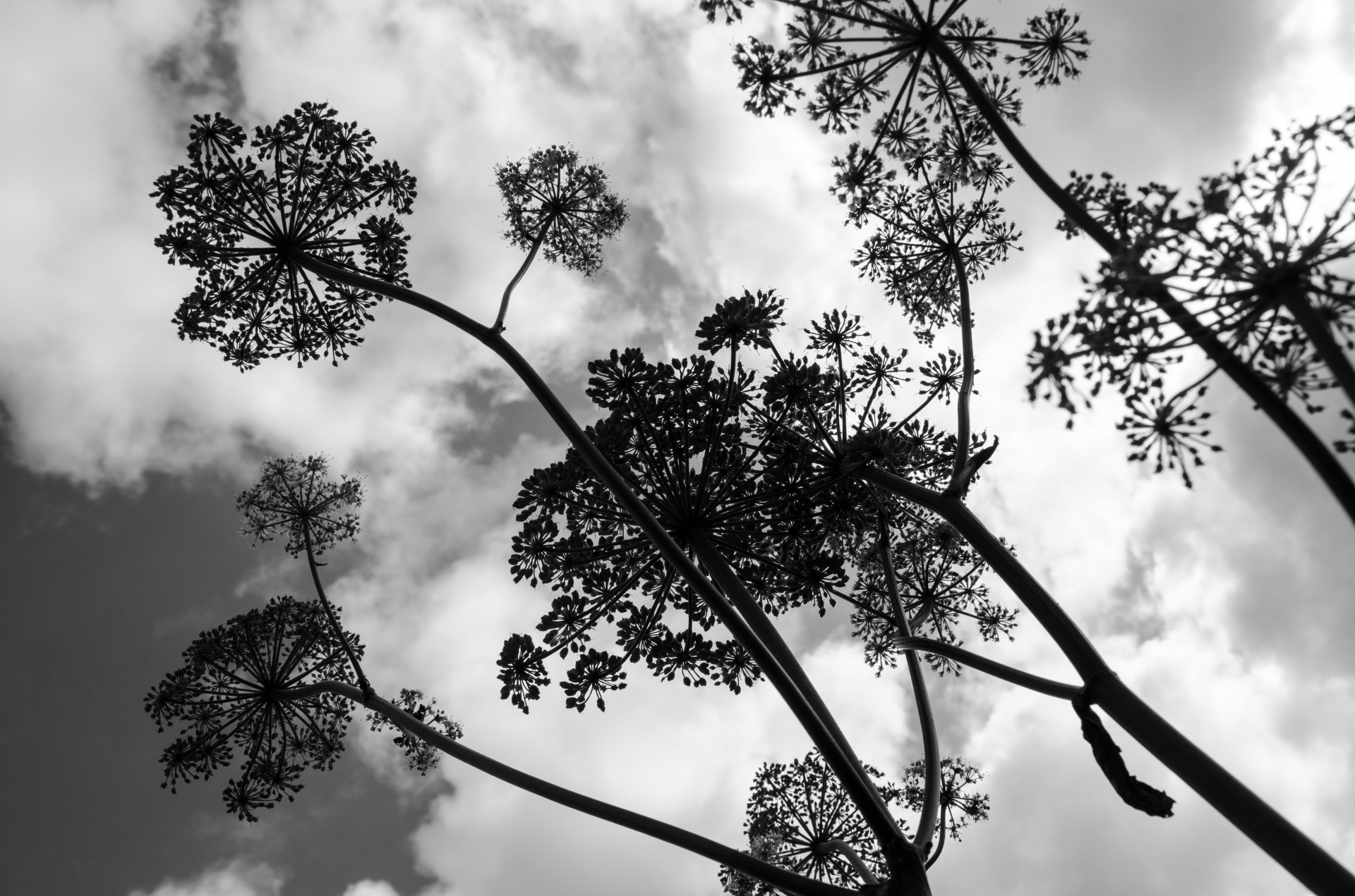 plant nature black white free photo