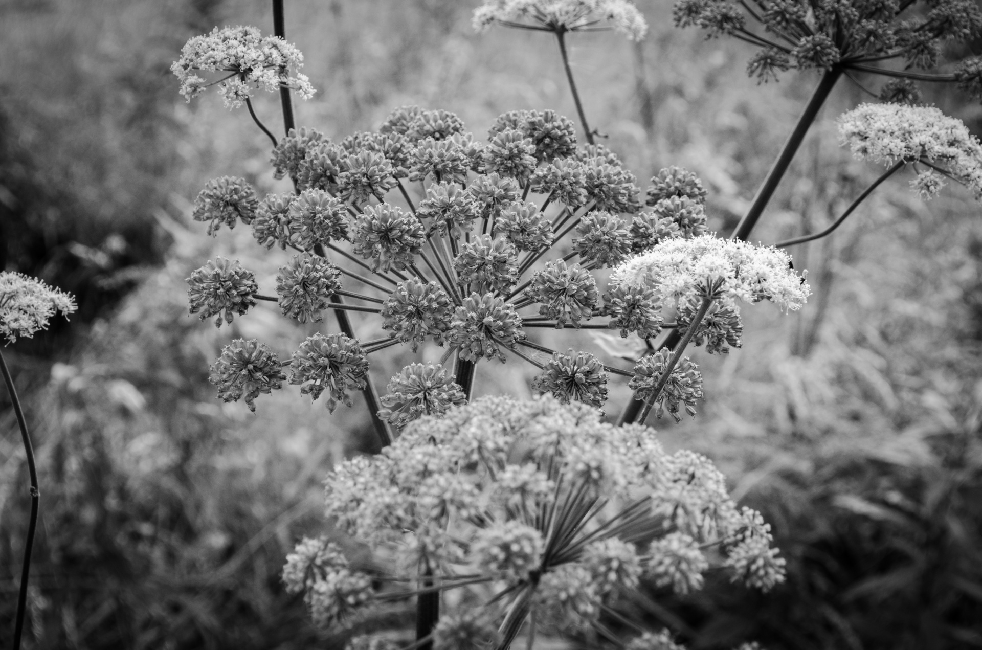 plant nature black white free photo