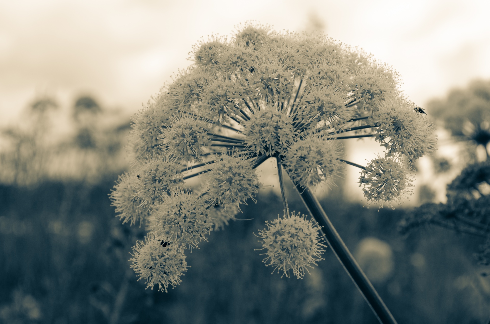 plant nature vintage free photo