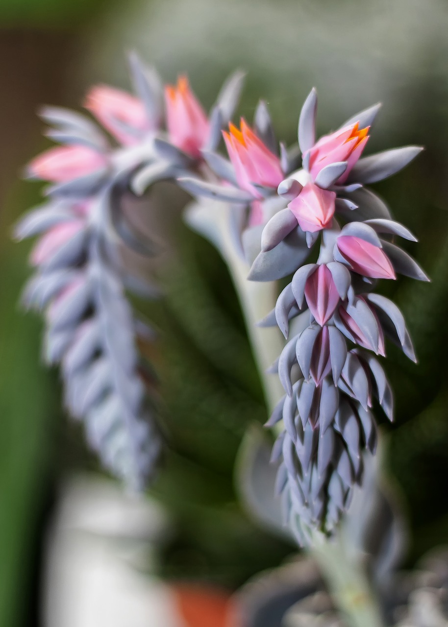 plant succulent waxflower free photo