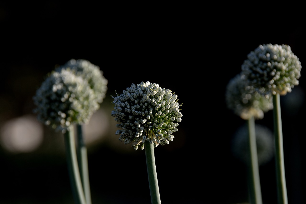 plant onion flower free photo