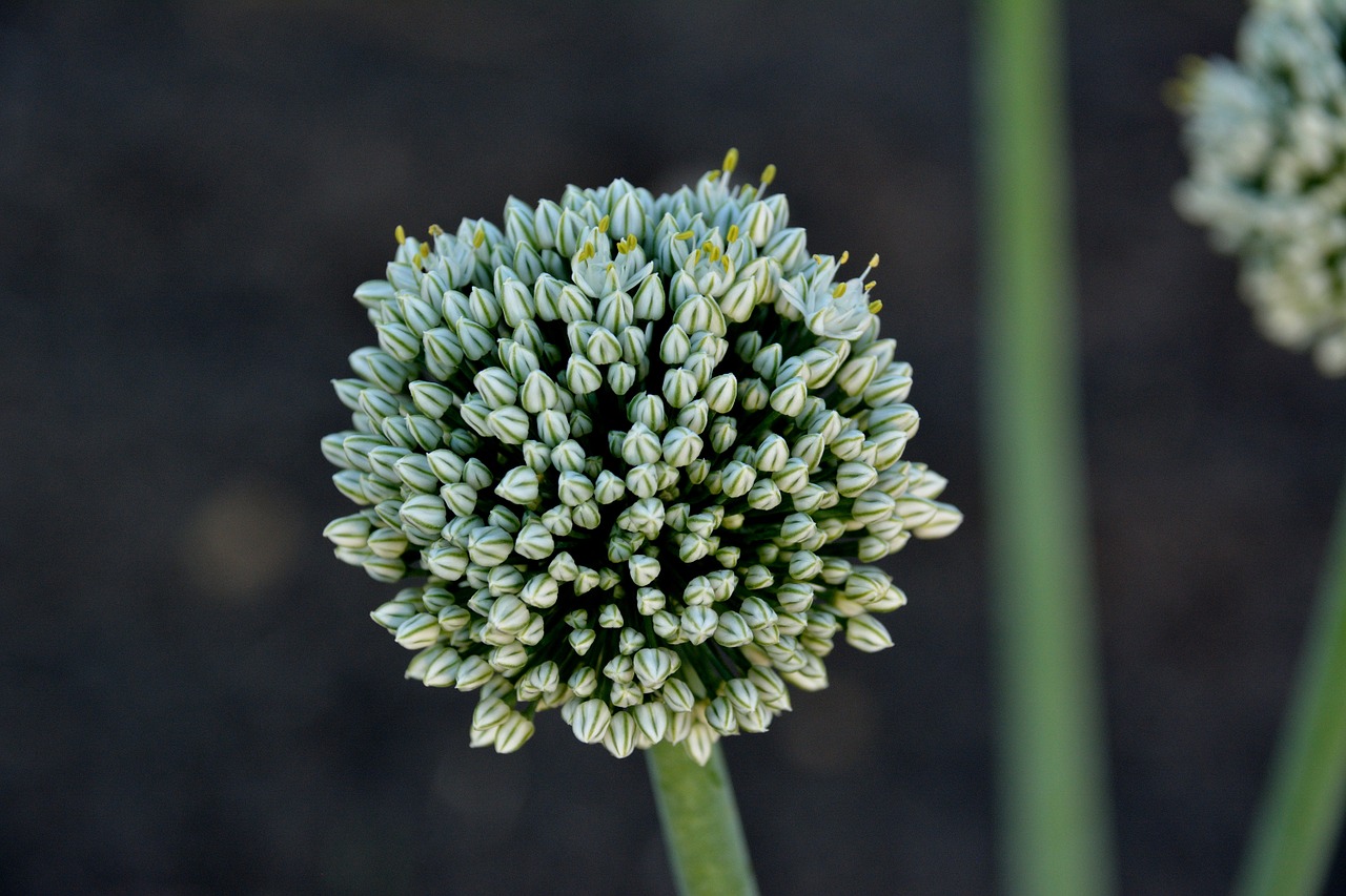 plant onion flower free photo