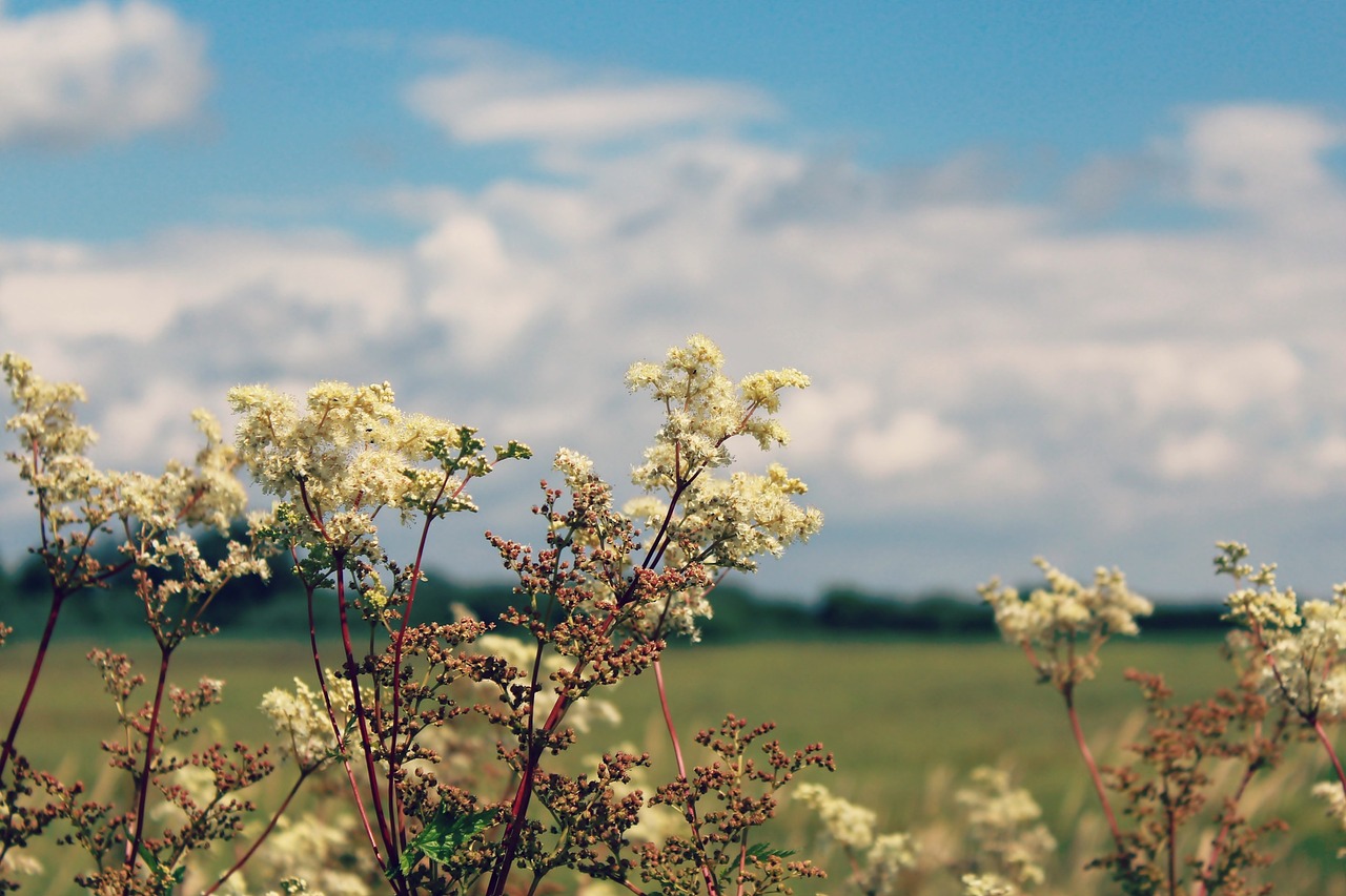 plant nature bush free photo