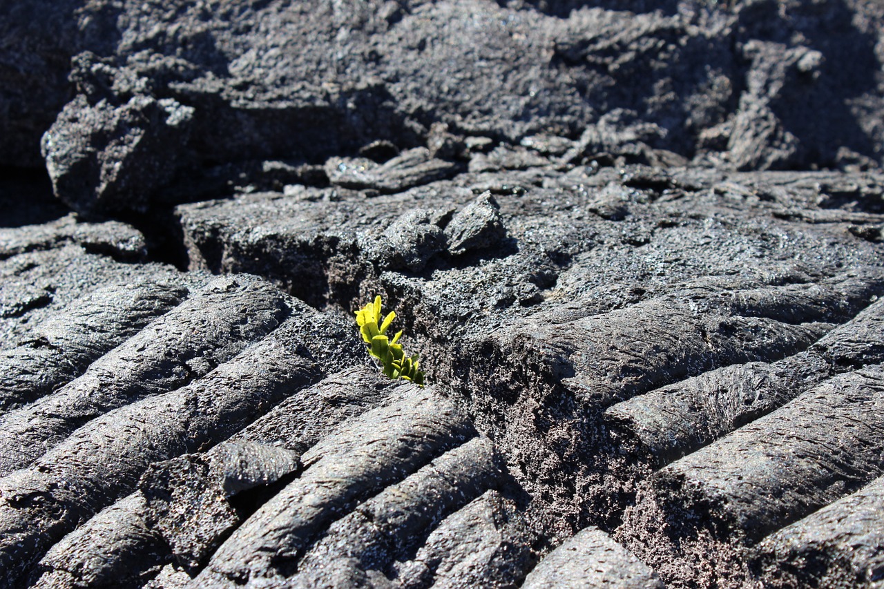 plant lava regrowth free photo