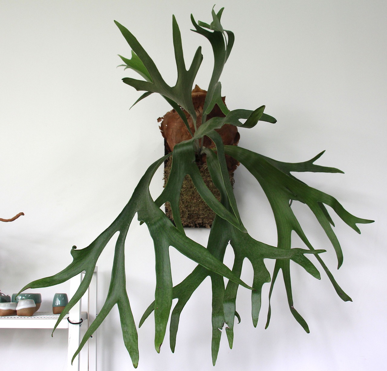 plant decoration antlers free photo