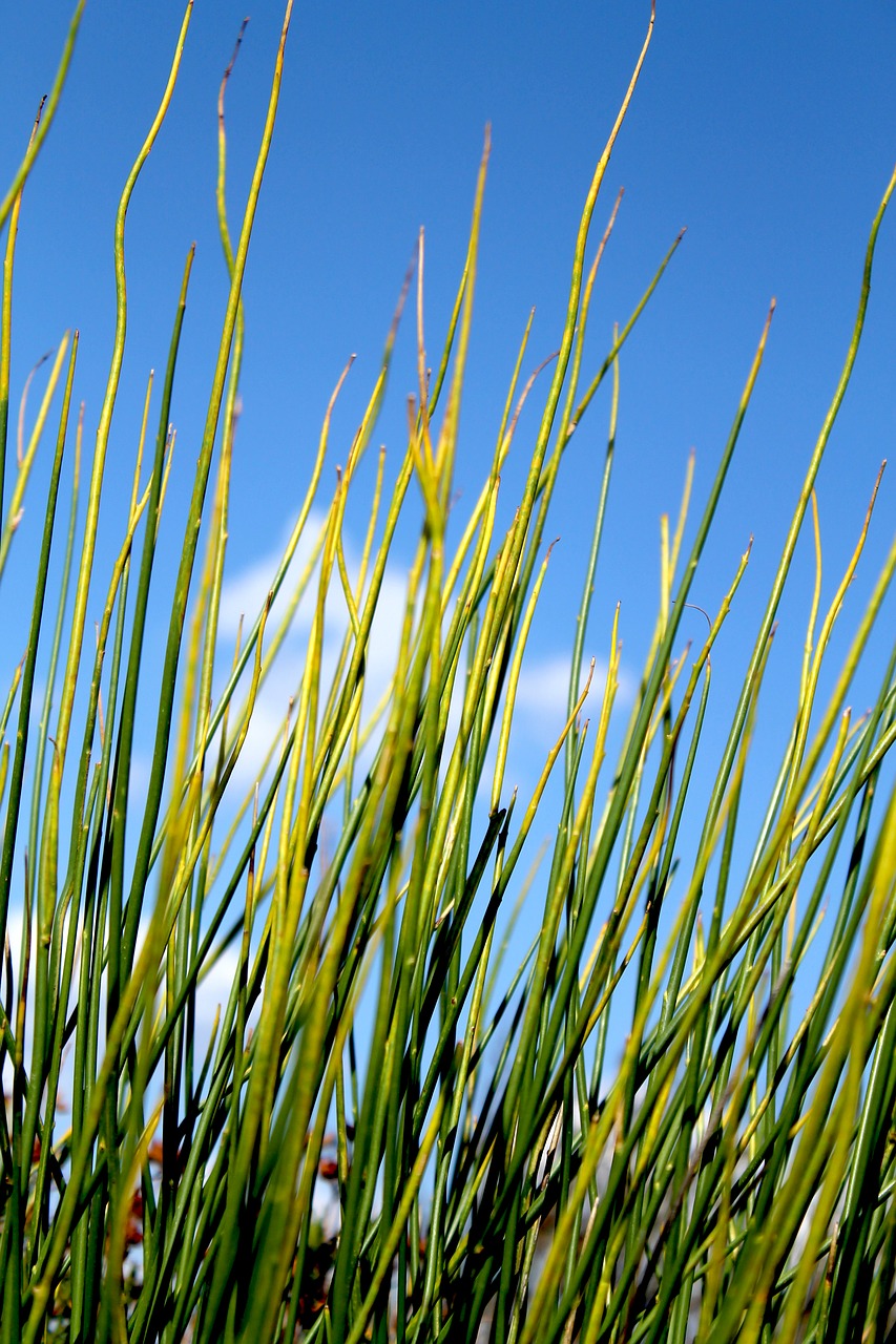 plant sky plants free photo