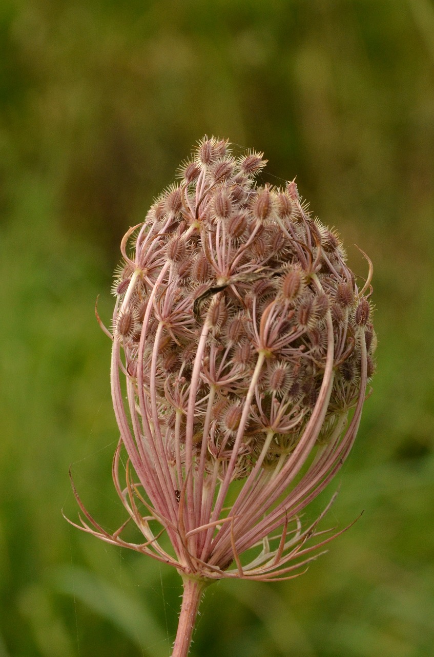 plant button nature free photo