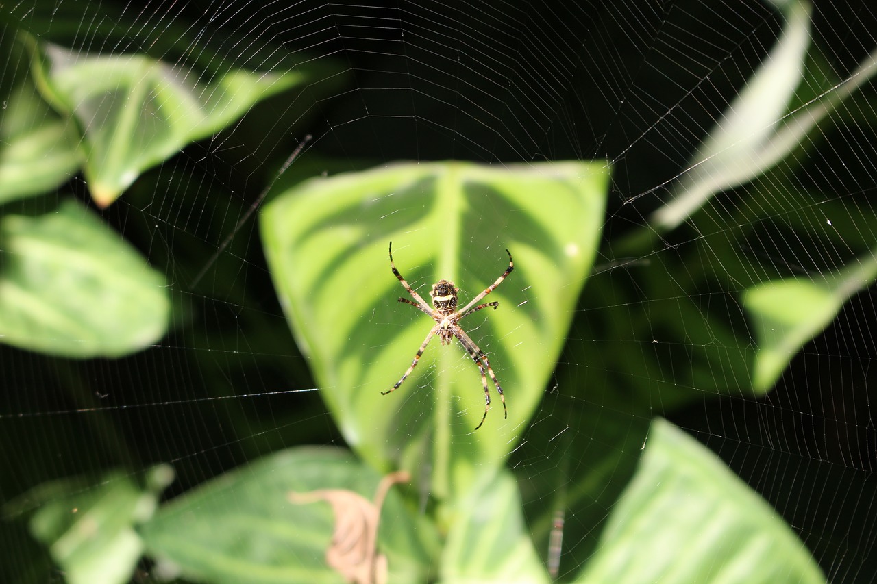 plant spider garden free photo