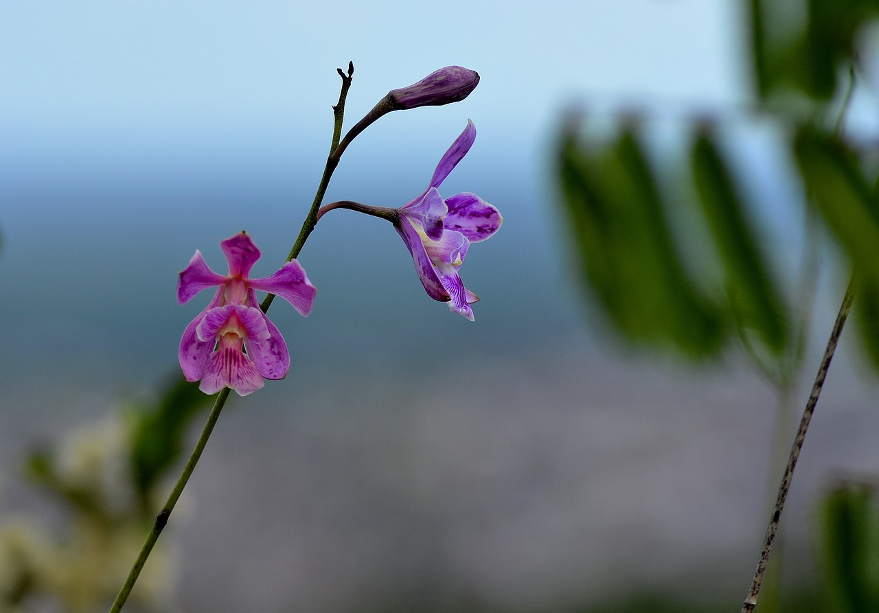 plant caatinga flower free photo