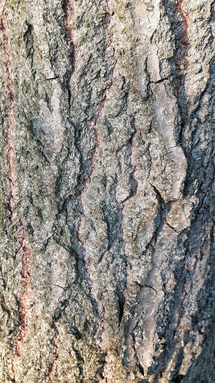 plant texture bark free photo