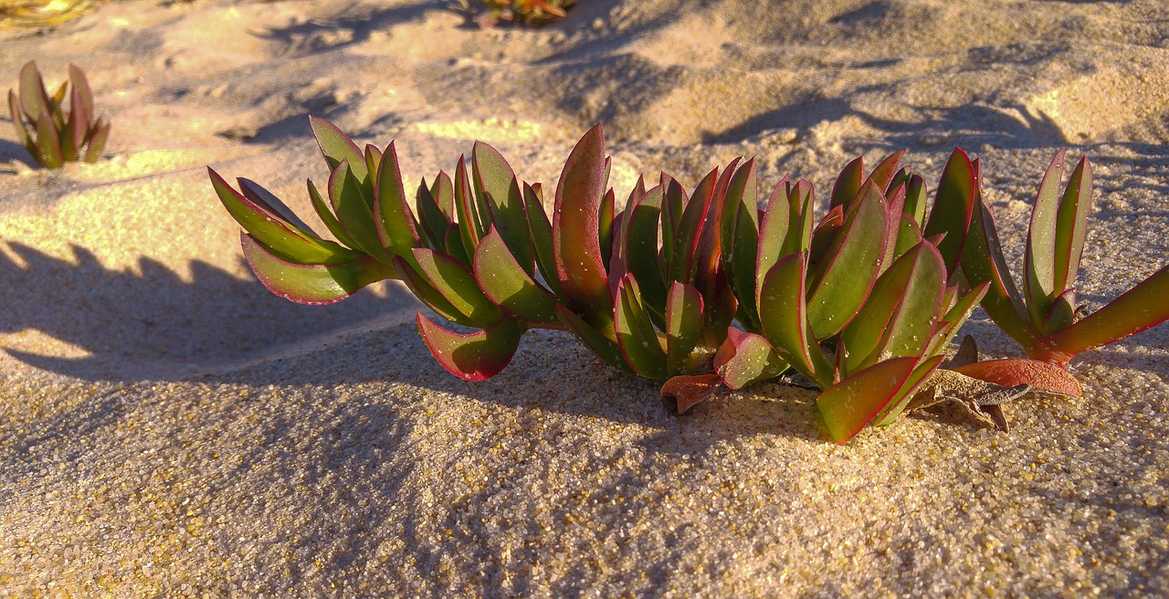 plant beach sand free photo