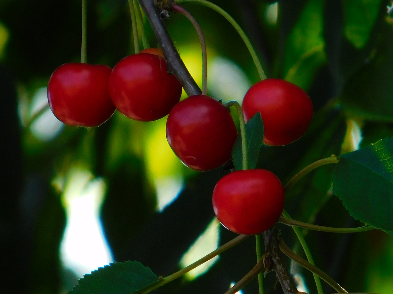 plant sour cherries red free photo