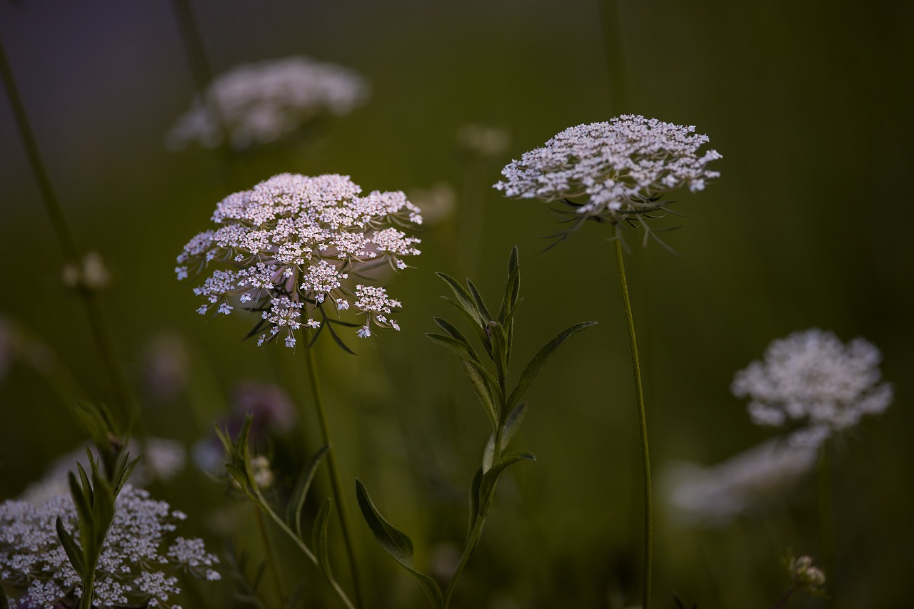 plant blossom bloom free photo