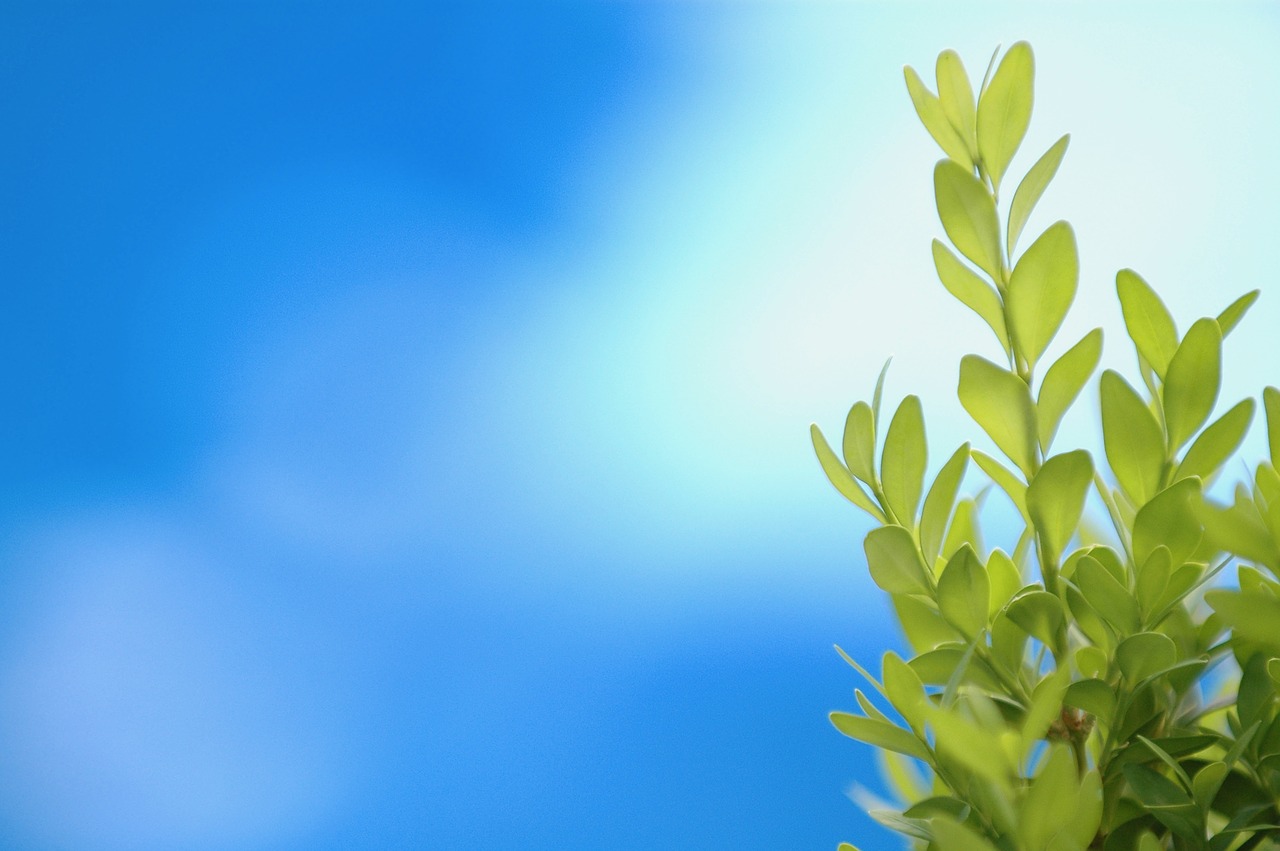 plant green blue background free photo